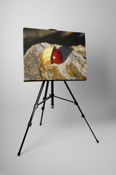 Tablou canvas : Castan [3]