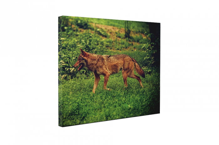 Tablou canvas : Caine la vanatoare [5]