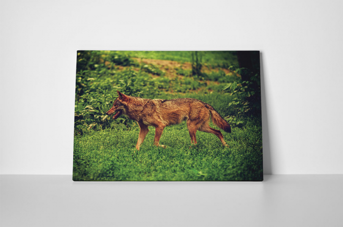 Tablou canvas : Caine la vanatoare [2]