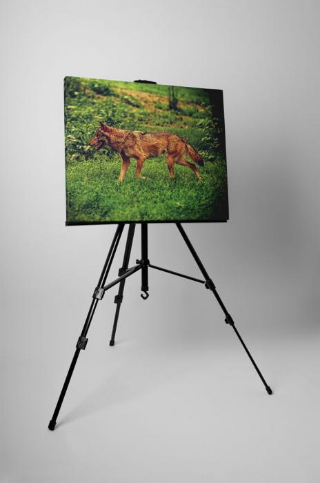 Tablou canvas : Caine la vanatoare [3]