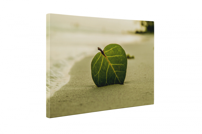 Tablou canvas : Frunza in nisip [5]