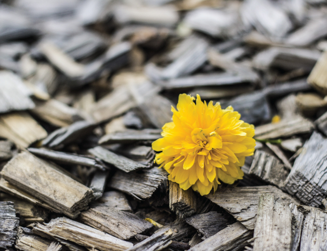 Tablou canvas : Floricica [4]