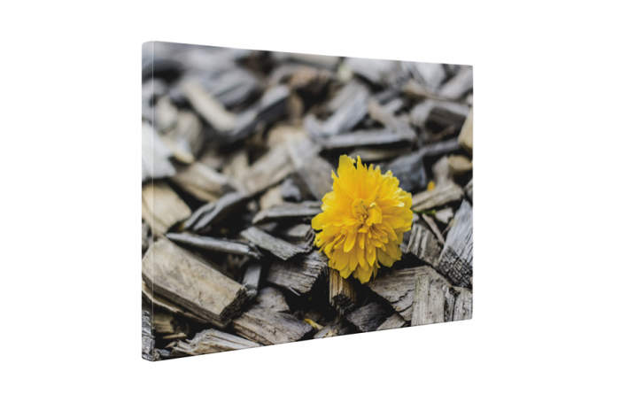 Tablou canvas : Floricica [5]