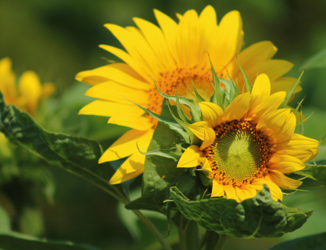 Tablou canvas : Florile soarelui [4]