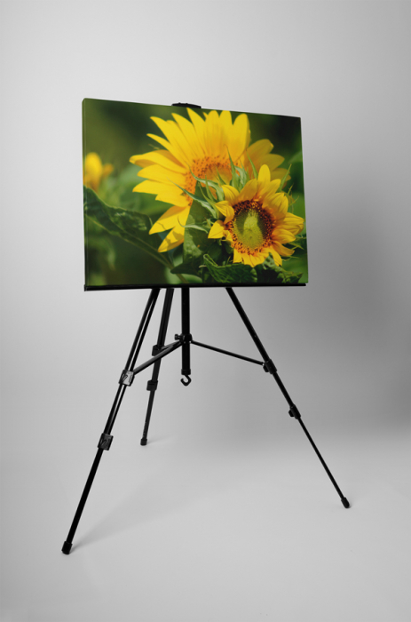 Tablou canvas : Florile soarelui [3]