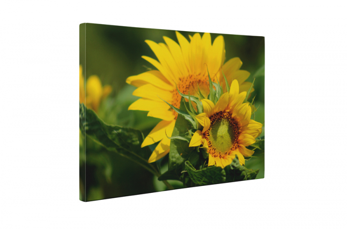 Tablou canvas : Florile soarelui [5]