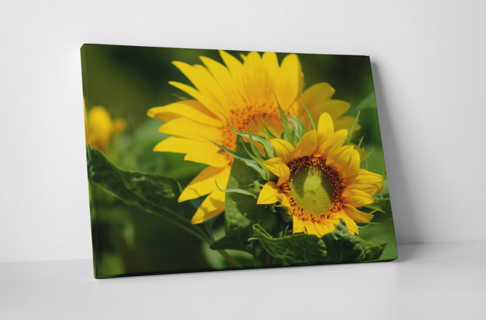Tablou canvas : Florile soarelui [1]