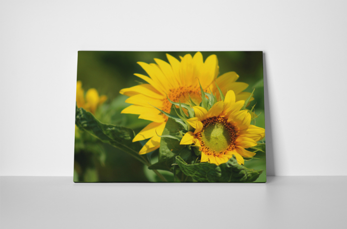 Tablou canvas : Florile soarelui [2]