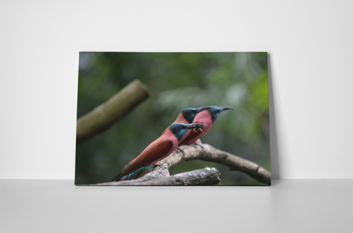 Tablou canvas : Pasari colorate [2]