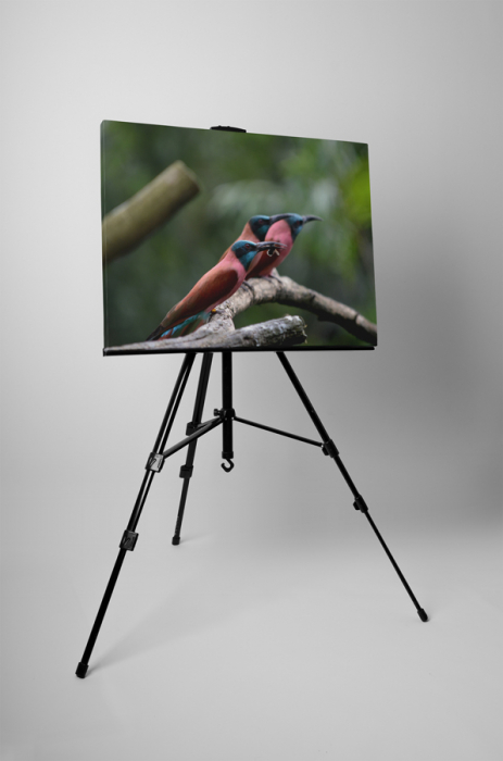 Tablou canvas : Pasari colorate [3]