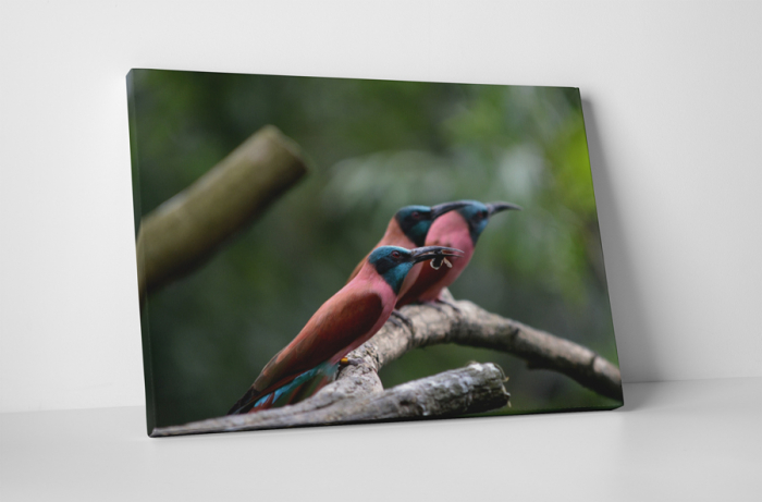 Tablou canvas : Pasari colorate [1]
