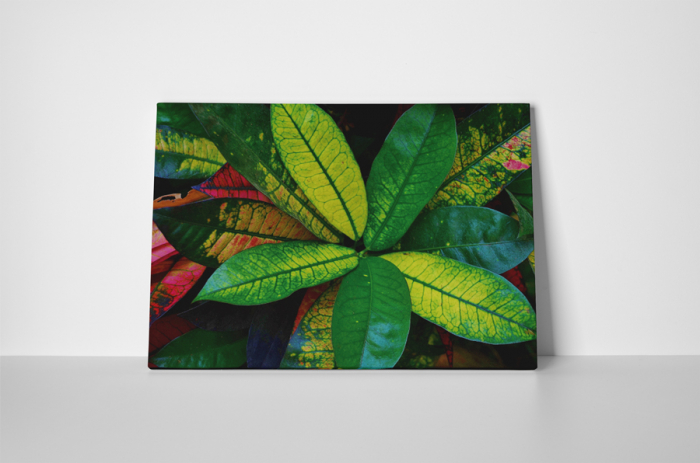Tablou canvas : Planta de interior [2]