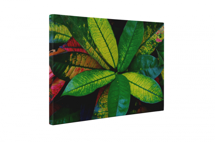 Tablou canvas : Planta de interior [5]