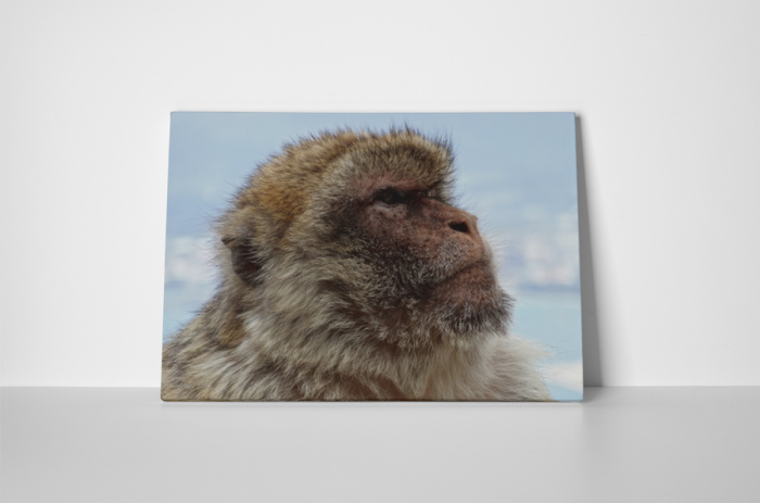 Tablou canvas : Mountain monkey [2]