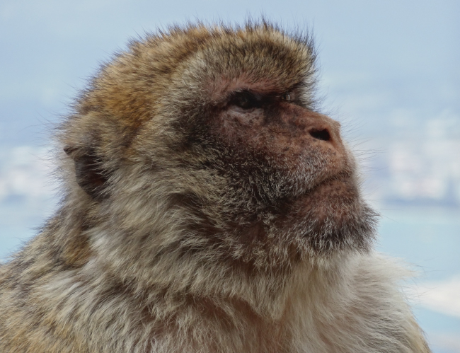 Tablou canvas : Mountain monkey [4]