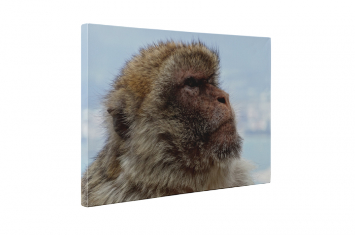 Tablou canvas : Mountain monkey [5]