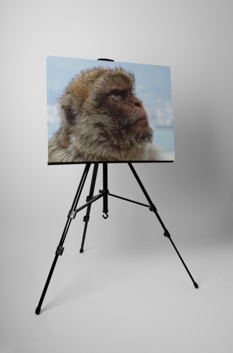 Tablou canvas : Mountain monkey [3]