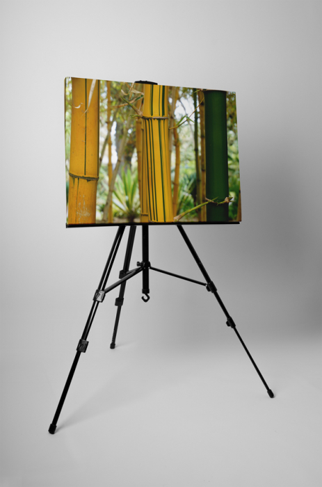 Tablou canvas : Bambus cu dungi [3]