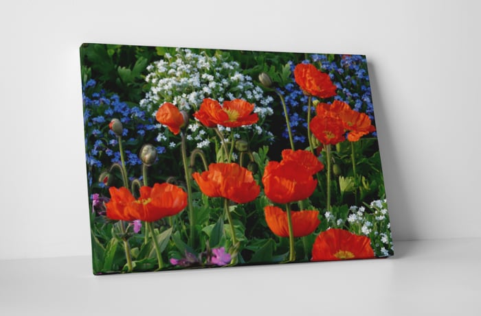 Tablou canvas : Campul cu flori [1]