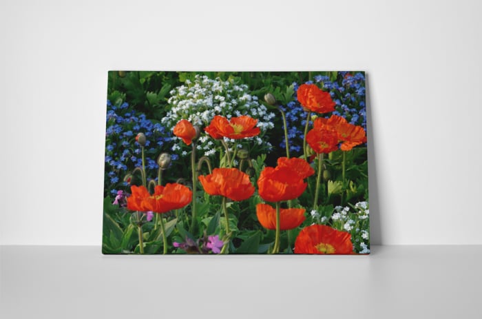 Tablou canvas : Campul cu flori [2]
