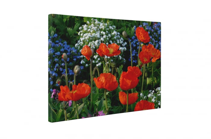Tablou canvas : Campul cu flori [5]