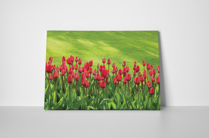 Tablou canvas : Lalele frumoase [2]