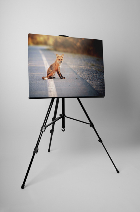 Tablou canvas : Vulpe [3]