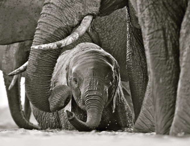 Tablou canvas : Pui de elefant [4]