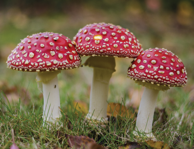 Tablou canvas : Amanita muscaria [4]