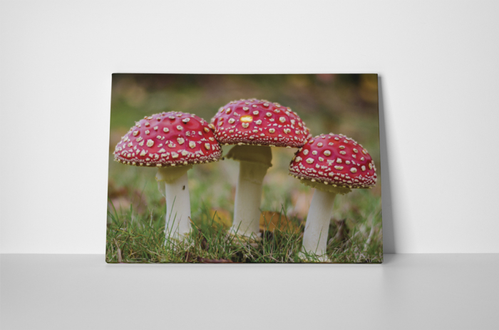 Tablou canvas : Amanita muscaria [2]