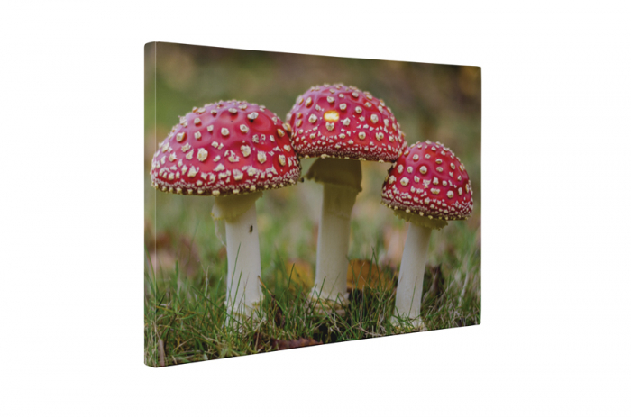 Tablou canvas : Amanita muscaria [5]