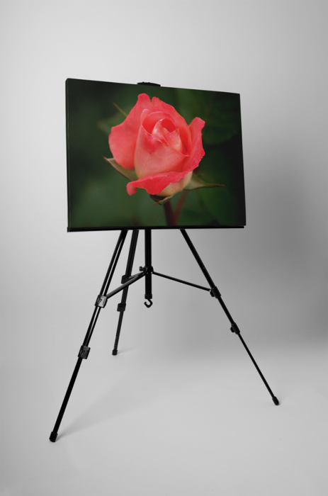 Tablou canvas : Trandafir [3]