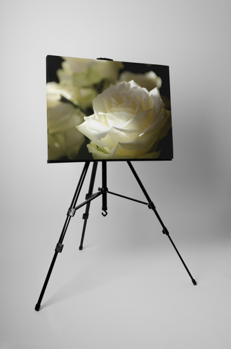 Tablou canvas : Trandafirul alb [3]