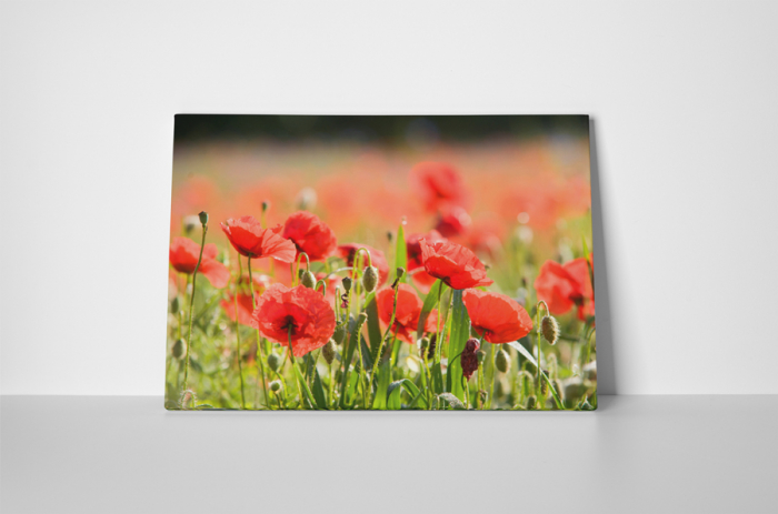 Tablou canvas : Camp de maci [2]