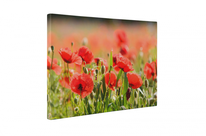 Tablou canvas : Camp de maci [5]