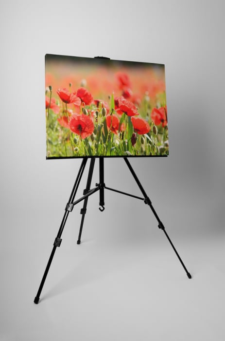 Tablou canvas : Camp de maci [3]
