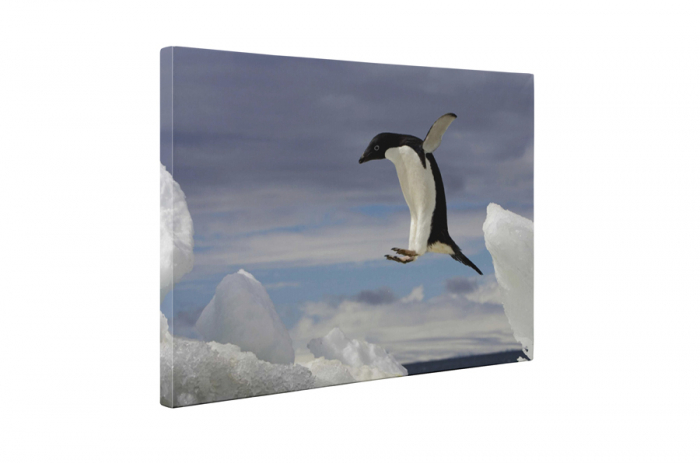 Tablou canvas : Pinguin zburator [5]