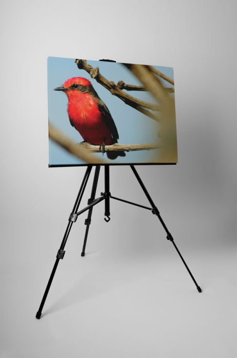 Tablou canvas : Pasare rosie [3]
