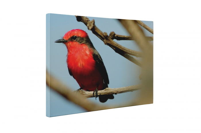 Tablou canvas : Pasare rosie [5]