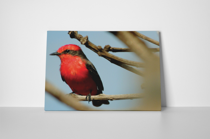 Tablou canvas : Pasare rosie [2]