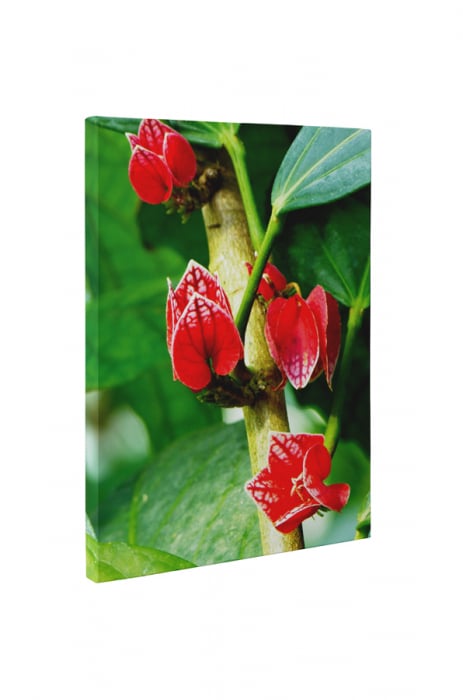 Tablou canvas : Flori tropicale [5]
