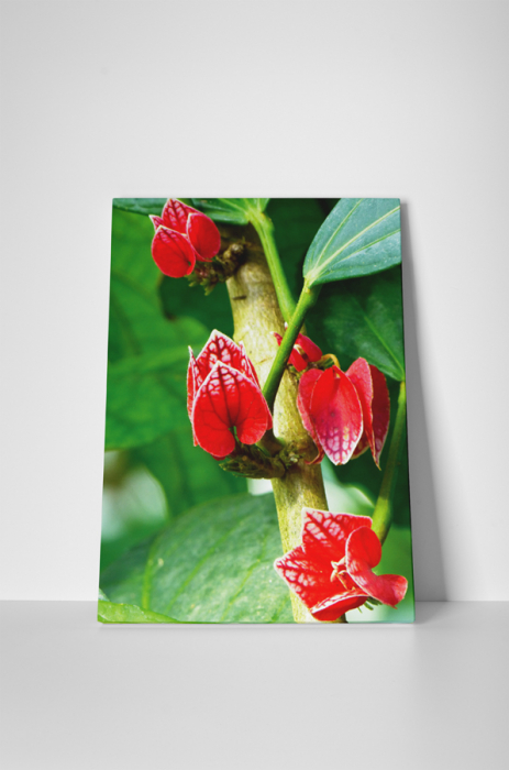 Tablou canvas : Flori tropicale [2]