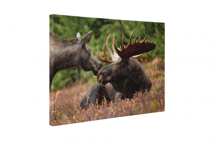 Tablou canvas : Elan [5]