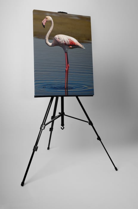 Tablou canvas : Flamingo singuratic [3]