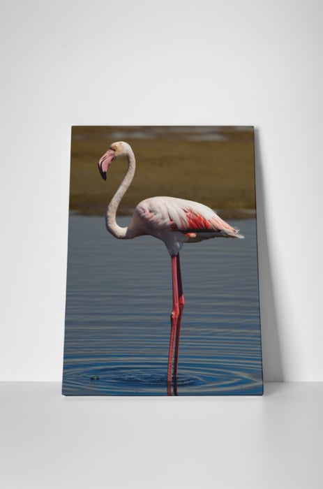 Tablou canvas : Flamingo singuratic [2]