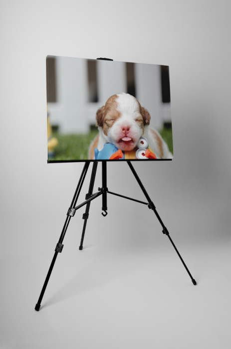 Tablou canvas : Catelus [3]