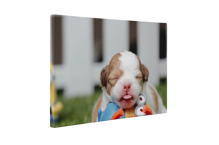 Tablou canvas : Catelus [5]