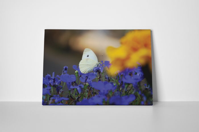 Tablou canvas : Fluturele alb [2]