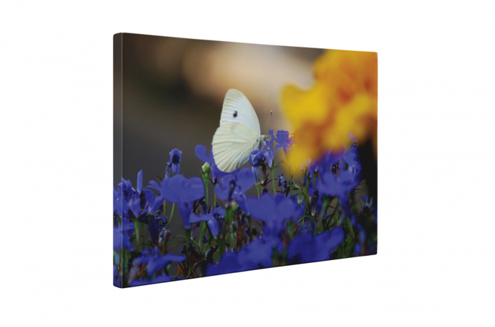 Tablou canvas : Fluturele alb [5]