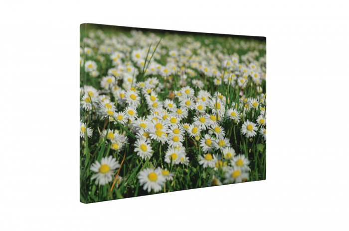 Tablou canvas : Camp de musetel [5]
